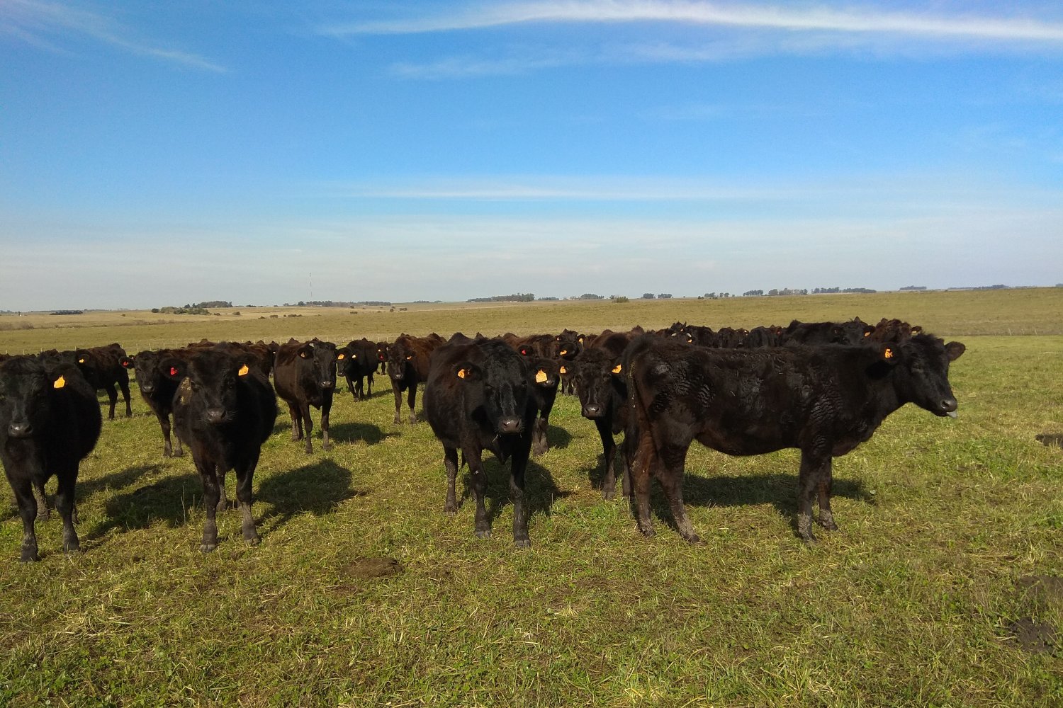 Nuestro Ganado Wagyu 1