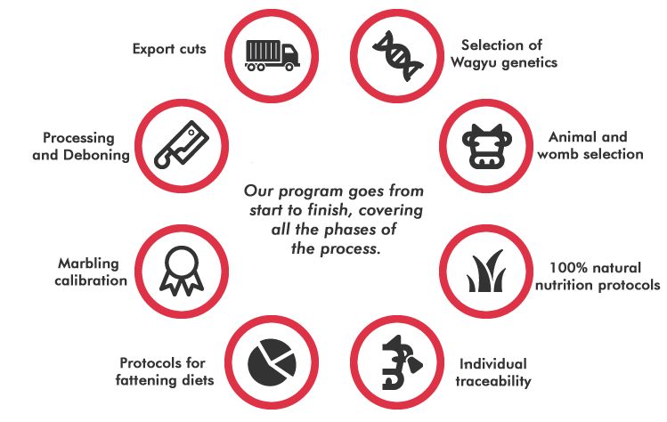 Programa Wagyu