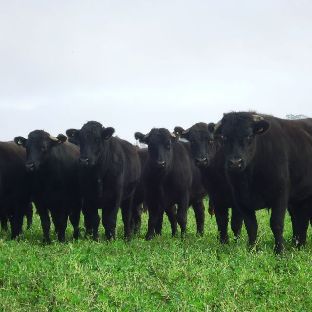 WAGYU CATTLE